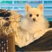 Gidget
