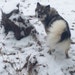 Nikita
