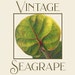 Vintage Seagrape