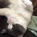 Kitschy Cat
