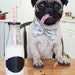 Wookiee the Pug