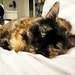 Kitty - RIP