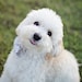 Teddy