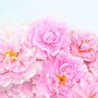 shop-member-photo