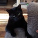 Baloo