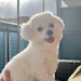Toby