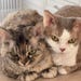 Mitzi & Romi