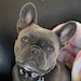 Roxie the Frenchie