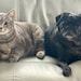 Moonshine and Sophie