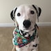 Devon the Dalmatian