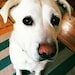 Izzy (aka Puppy)