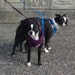 Roscoe and Rosalie