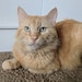 King Tut