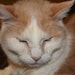 Ralphy