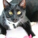 Sofie