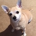 Chico