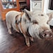 Julian Pig