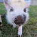 Julian Pig