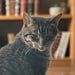 Toonces