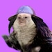 Melvin D. Marmoset