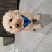 Brice