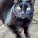shop cat 1