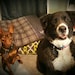 Rouxpert (Mini pin) and Dexter Bear