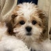 Gunley