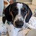 Pepper