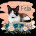 Felix