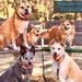 Walter, Whiskey, Herbie, August, Birdie, Flip, Roo, Fetti and Leonard
