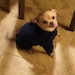 Peanut