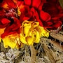 shop-member-photo