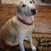 Bella  ( Yellow Lab ) Mascot