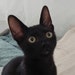 Mr. Binx
