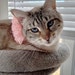 Luna Bug