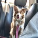 Gracie Lou