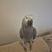 Graham (My parrot)