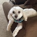 Lacey