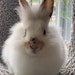 Fluffernutter