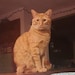 Winston