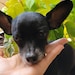 Chico!