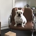 Milo