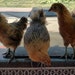 My Chickens