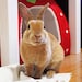 Peanut the Mini Rex
