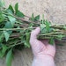 OneNurserySeedlings.Co