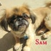 Sammy