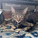 King Tigerstar: Studio Supervisor & Scale Model 🐾