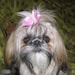 Lottie