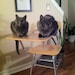 Low Toner & Paper Jam the Cats